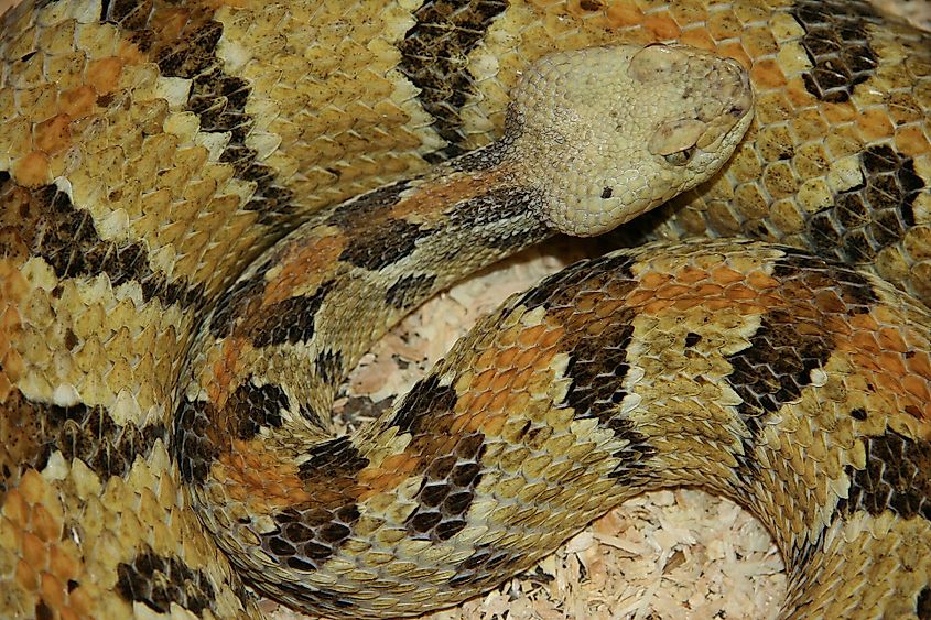 Timber Rattlesnake. 