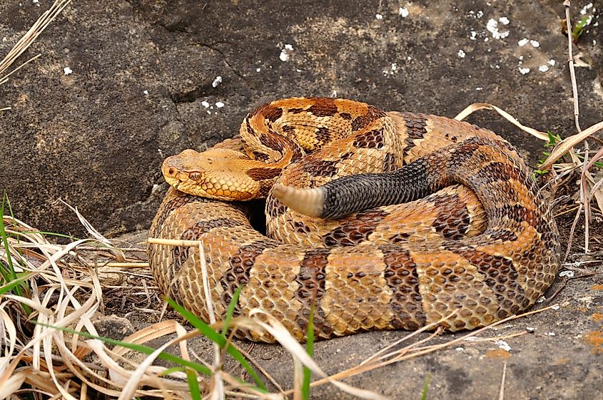 A tree rattlesnake sits in its coils.