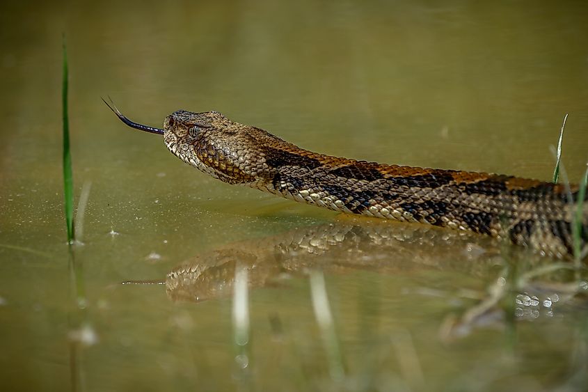 Tree rattlesnake in shallow water.