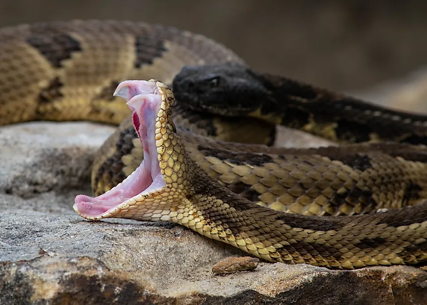 A tree rattlesnake is baring its teeth.