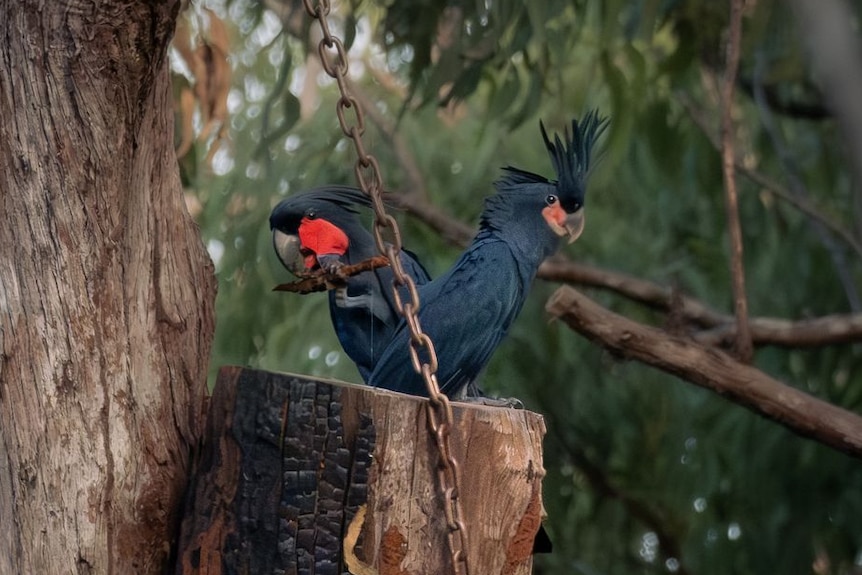 A small and a larger black bird, both with red cheeks, perched on the edge of a tree.