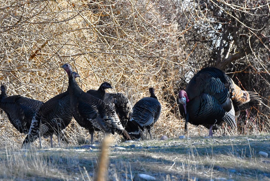 A small group of wild chickens ignore Tom as he plays with them near the Snake River in Idaho, March 2026.