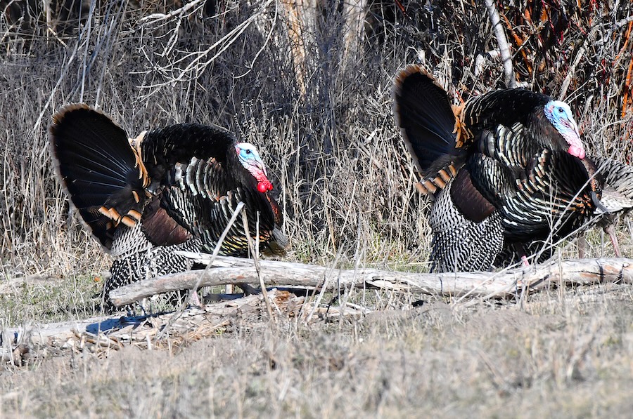 Two adult toms follow a flock of turkey hens along the Snake River in Idaho, March 2026.