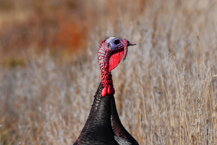 An adult wild tom shows off his colorful head and neck along the Snake River in Idaho, March 2026. 