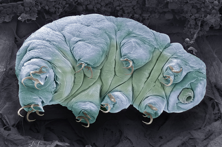 A microscopic view of a tardigrade, its body is blue and green and it has eight legs
