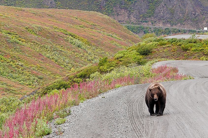 A brown bear walking on a trail in Denali National Park and Preserve.