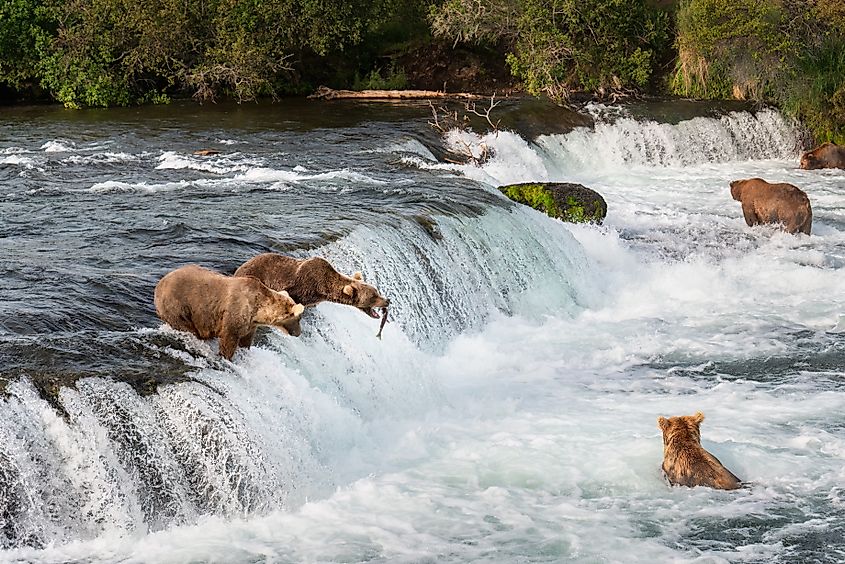 Brown bears fishing in Brooks Falls Katmai National Park and Preserve, Alaska.