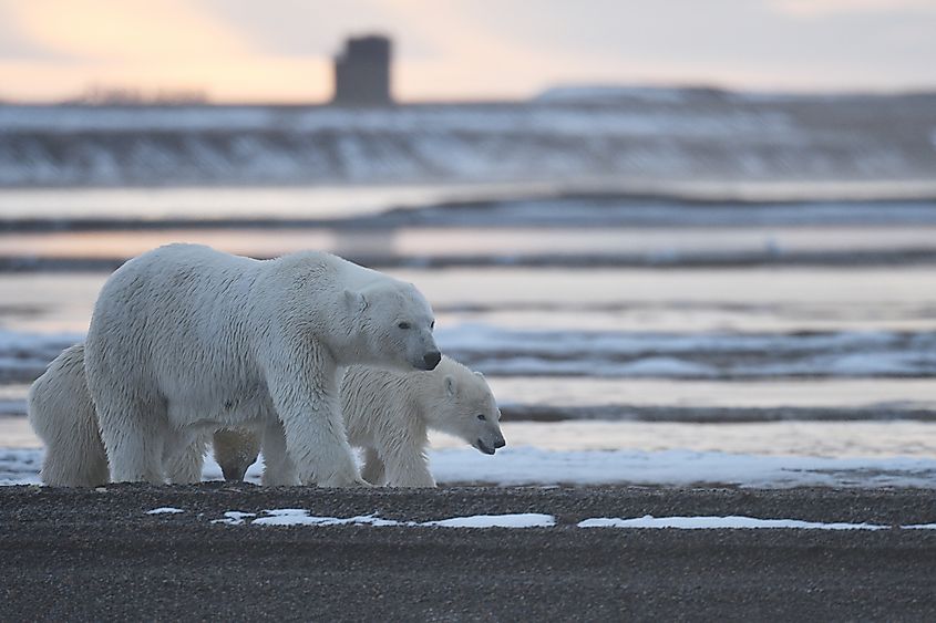 Polar bear mother and cubs walking in ANWR, Alaska