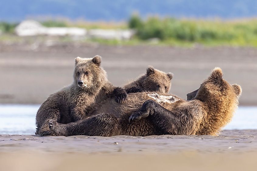 A brown bear nurses her cubs in Hallo Bay, Katmai National Park, Alaska.