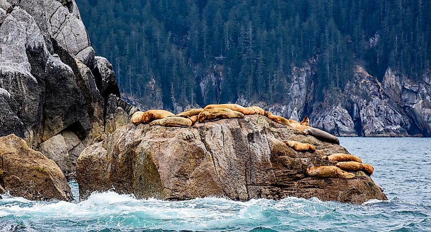 Sea lions in Kenai Fjords National Park, Alaska.