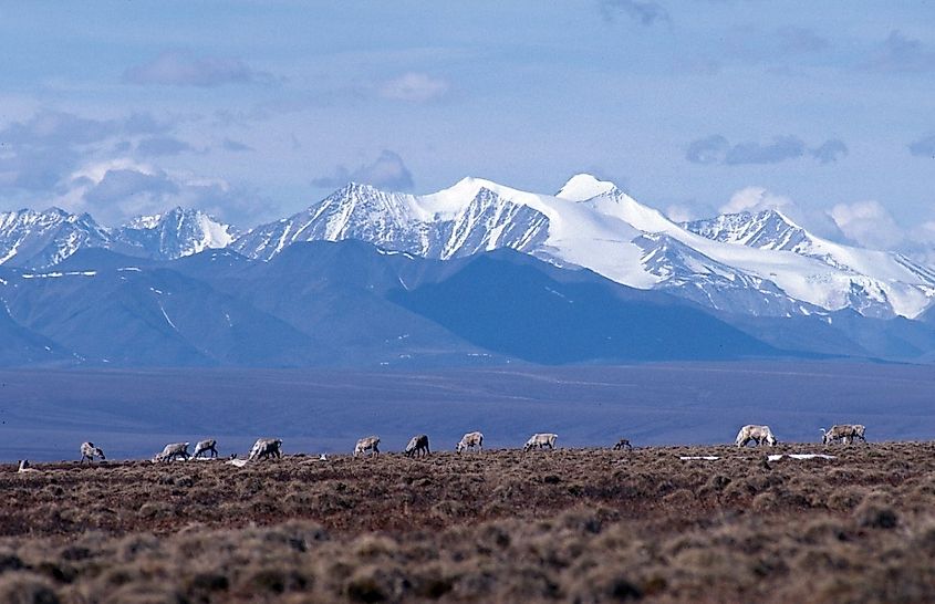A herd of caribou grazing in ANWR, Alaska
