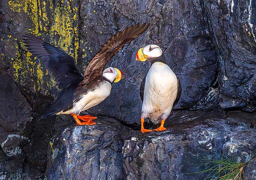 Two puffins in Kenai Fjords National Park, Alaska.