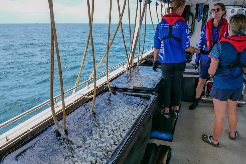 Black bars on the edge of a boat, full of water, with pipes going into them.