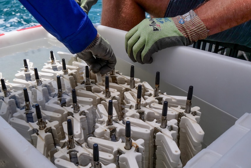 A pile of white triangle-shaped objects in a white tub at the end of a boat in the sea.