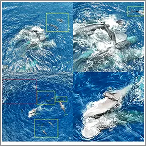 A newborn whale was taken out of the water, while short-finned pilot whales were one body length of adults (yellow boxes); and a pod of Fraser's dolphins was present outside of the pilot whales (top left of image, red box). Credit: Scientific Reports