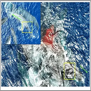 Newborn sperm whale takes its first breath (bottom right highlighted by yellow box) as it swims towards its mother's head taken at 11:47. [00:01:15]. Note the blood from the birth still visible in the center of the image. Credit: Scientific Reports
