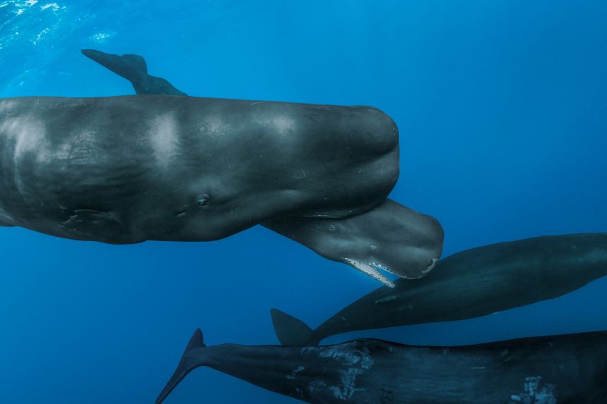 A family of sperm whales near the Caribbean island of Dominica is part of a family that communicates through its click language.