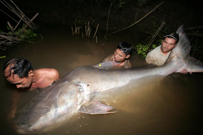 The Mekong giant catfish is 7.8 meters long, caught for tag conservation and released in the Tonle Sap River, Cambodia.