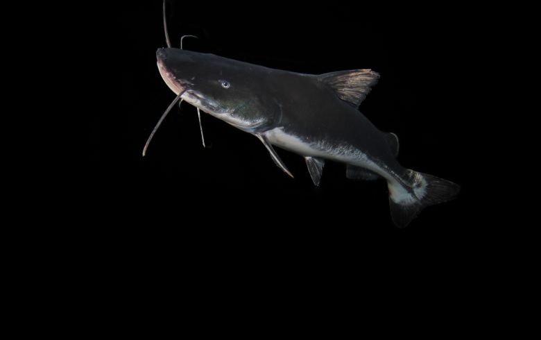Laulao catfish, listed by CMS in 2024, has a migration of more than 6,000 kilometers.