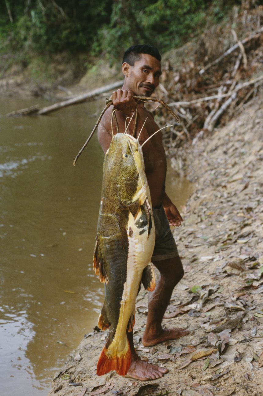 About 400 Indian tribes live in the Amazon, and many depend on fishing for a living - like this Kanamari man pictured, holding a large fish he caught in the Amazon River in Brazil, in 2002.