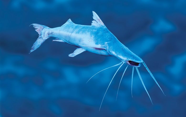 Slobbering catfish is one of the migratory species identified in the action plan.