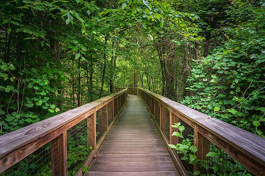 The Boardwalk in Congaree National Park, South Carolina.