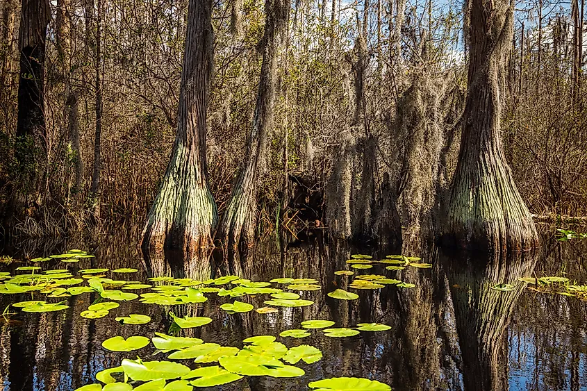 The Okefenokee Swamp is considered one of the seven wonders of Georgia.
