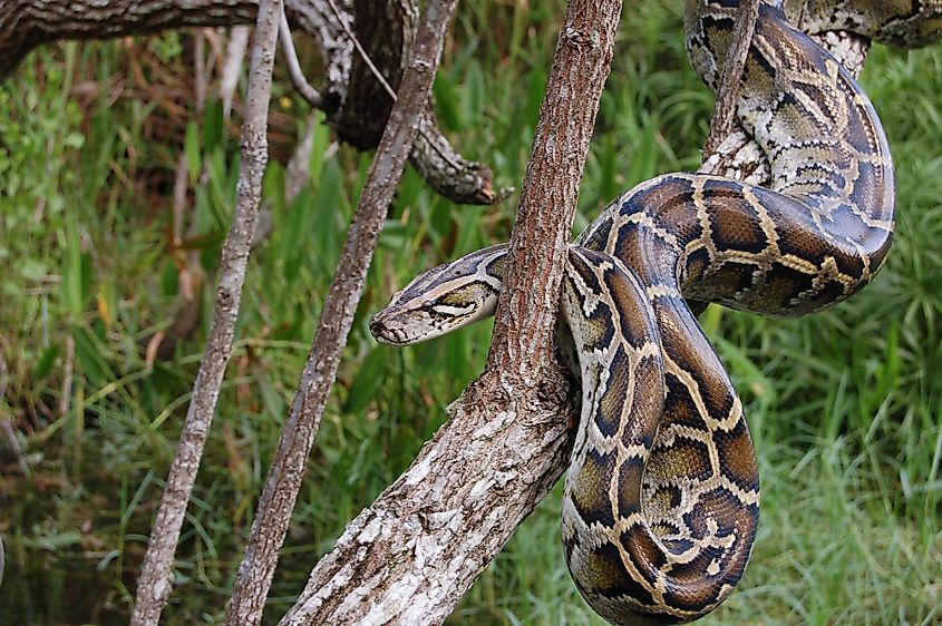     Burmese python, an invasive species, in Everglades National Park.
