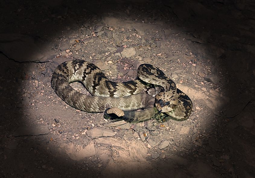 The western diamondback rattlesnake at night in the light of a powerful flashlight in Big Bend National Park, Texas.