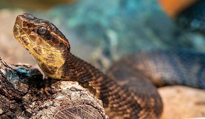 The northern cottonmouth (Agkistrodon piscivorus) is one of the few snakes in the world that live in water and occurs in the southeastern United States.