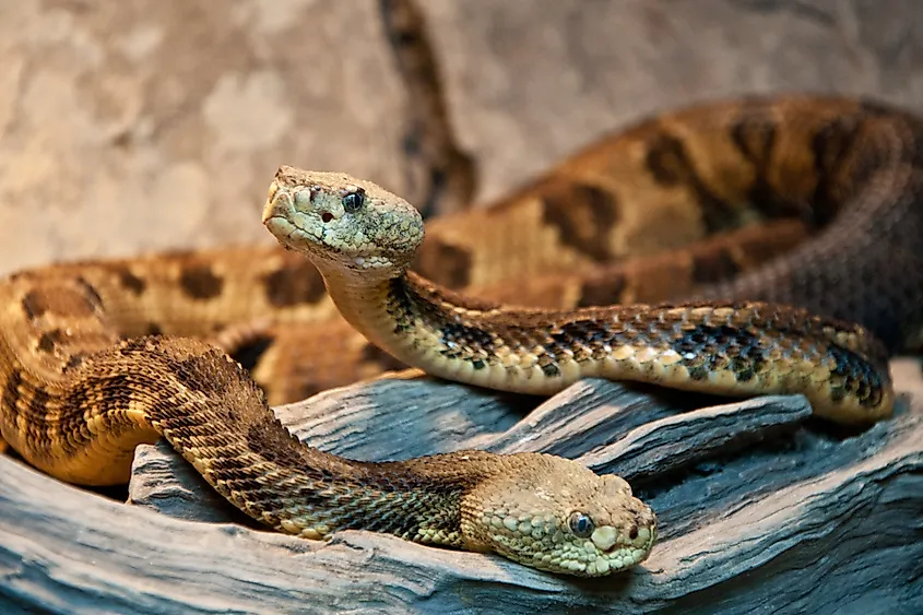 Eastern Wood Rattlesnakes (Crotalus-horridus)