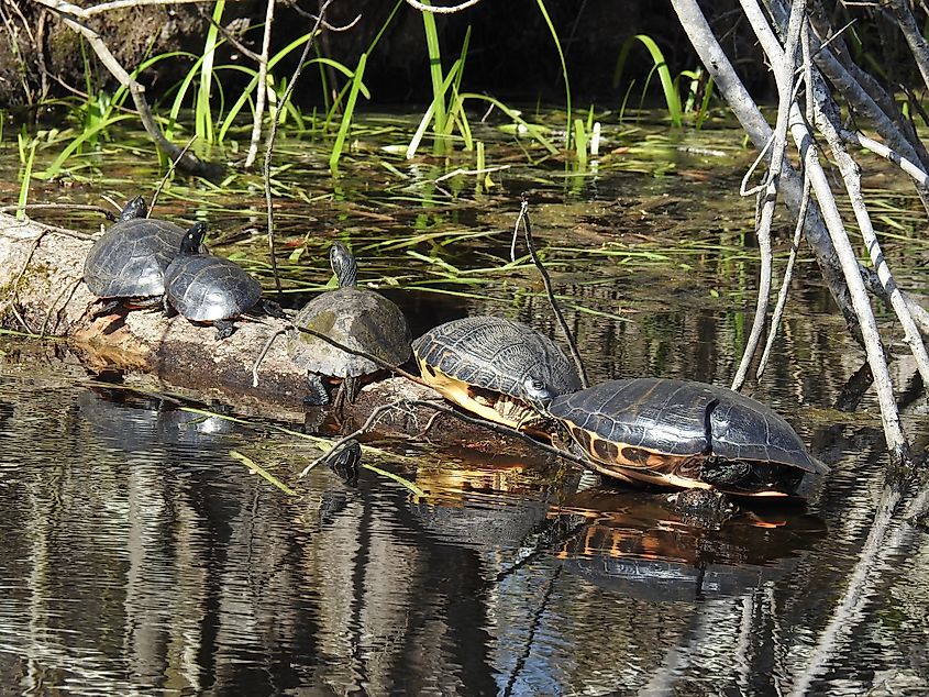 Turtles perched on a tree at the Grand Canyon National Wildlife Refuge, Virginia.