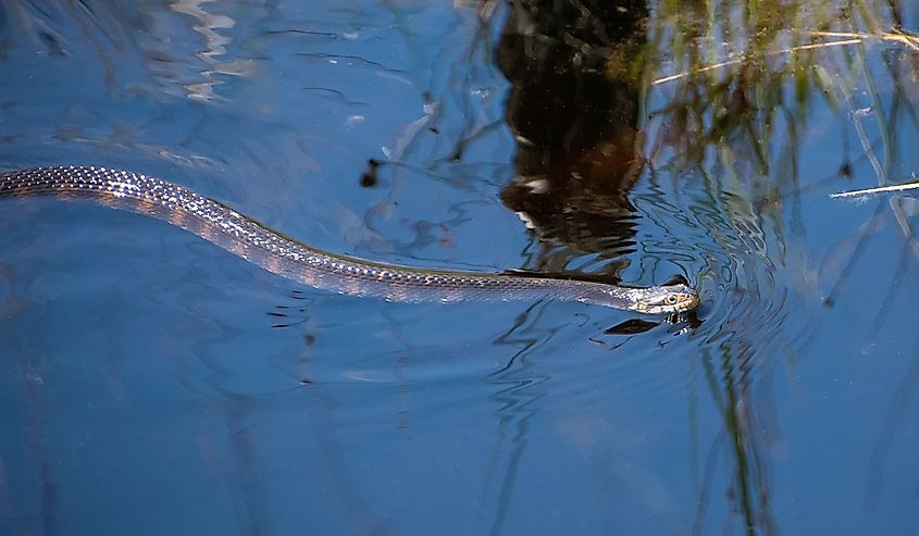 A water snake tied in Lake Okefenokee, Georgia.