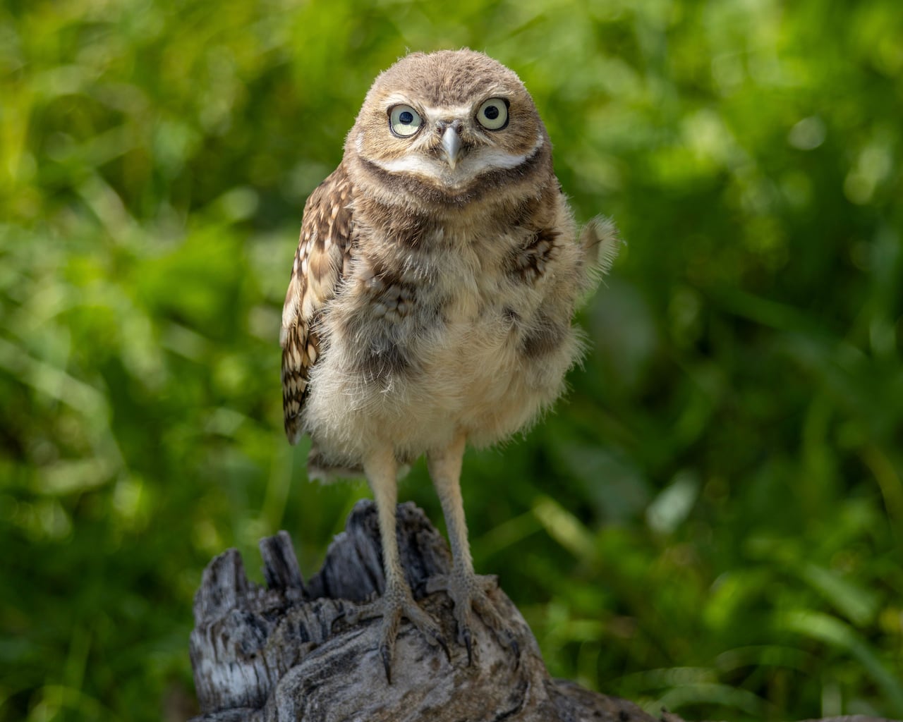 A burrowing owl.