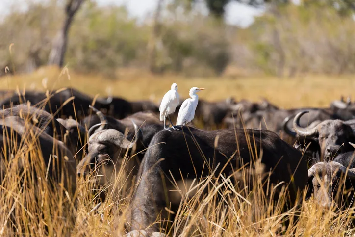 Egrets on buffalo