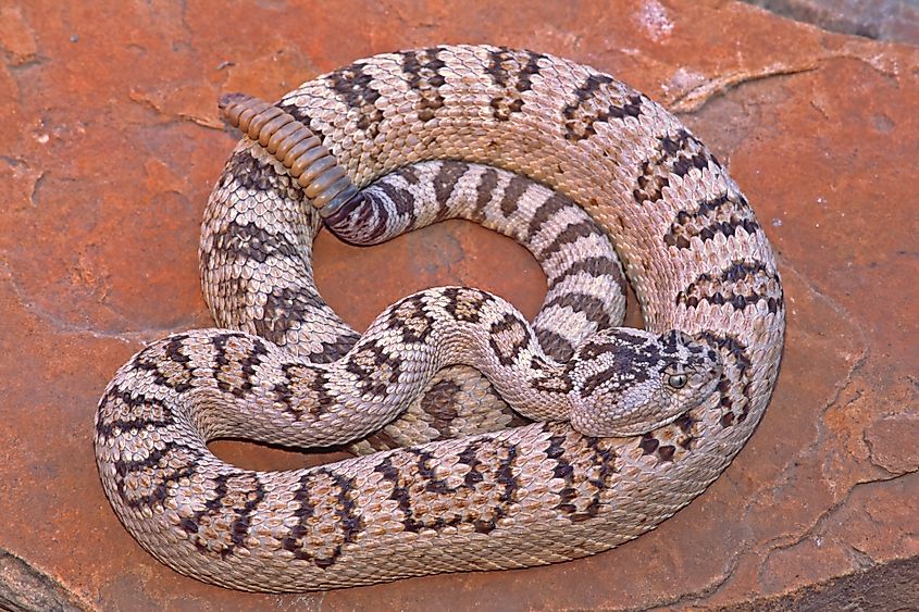 A large basin rattlesnake on a rock.