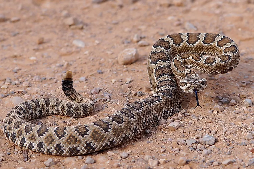 Great Basin rattlesnake (Crotalus oreganus lutosus)