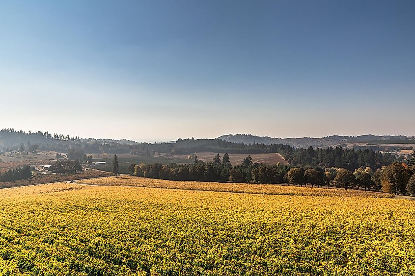 Autumn vineyards in the Willamette Valley, Oregon.