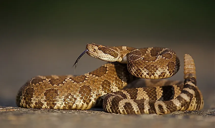 A Western Rattlesnake with an elongated rattle and an extended tongue.