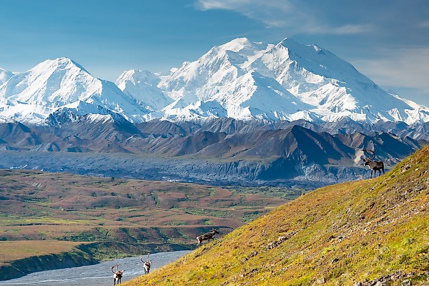 Cairbou in the stunning Denali National Park and Preserve.