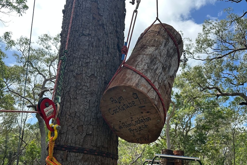 A rope hoisting a large trunk up the side of a tree., blue sky with clouds above.