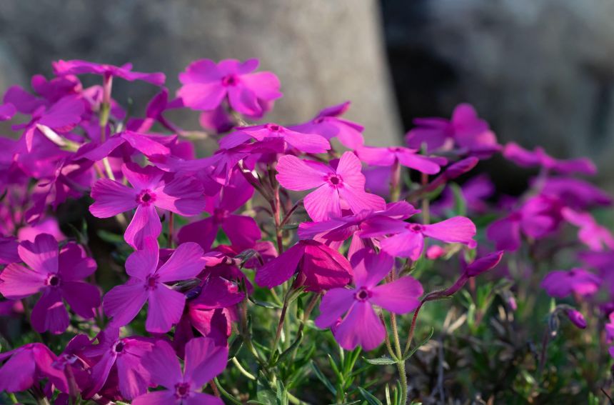The pink month of April is called Phlox subulata. Its colorful flowers are a sign of the season.