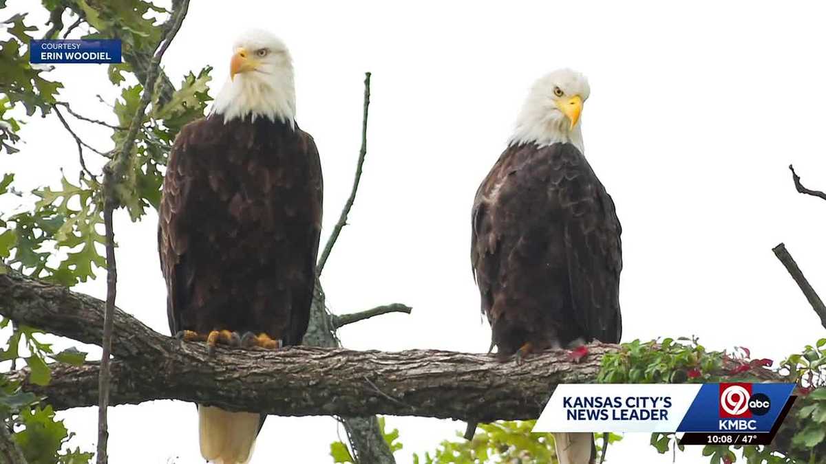 Blue Springs eagle Cam captures bald eagle chicks as they hatch in real time, drawing viewers