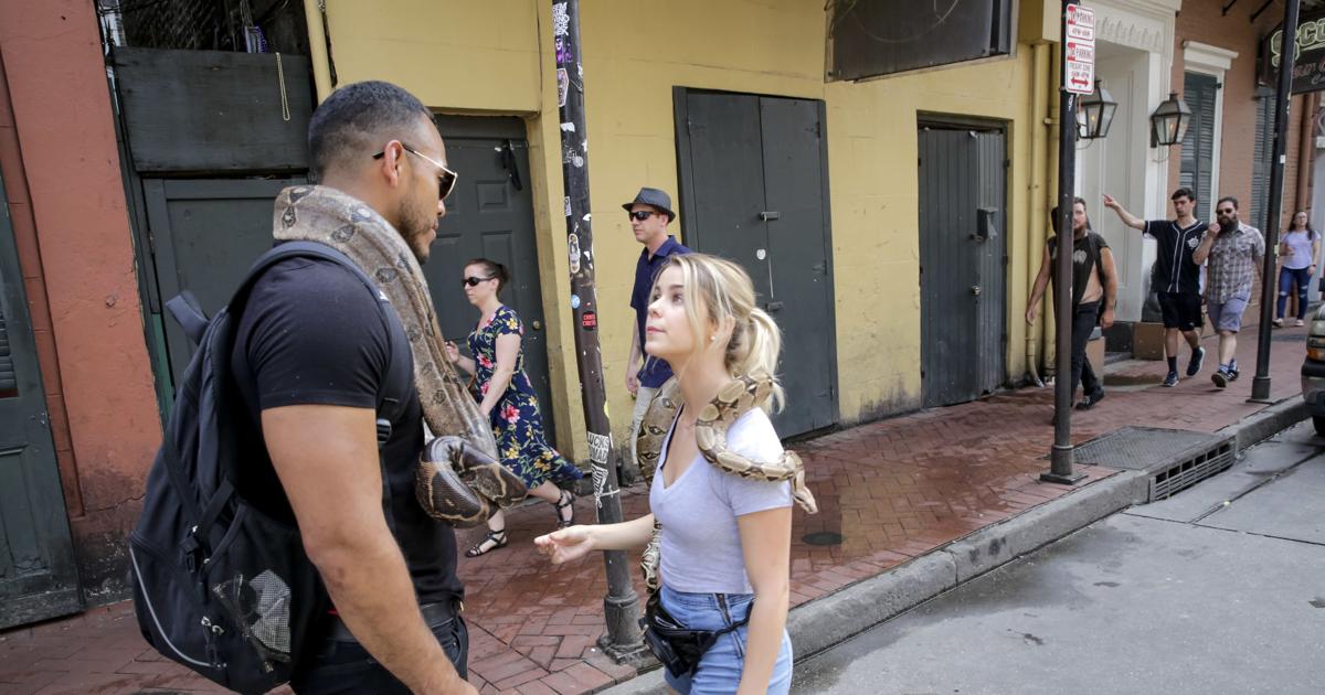 Bourbon Street has seen snakes, turtles and opossums. Where did they all go?