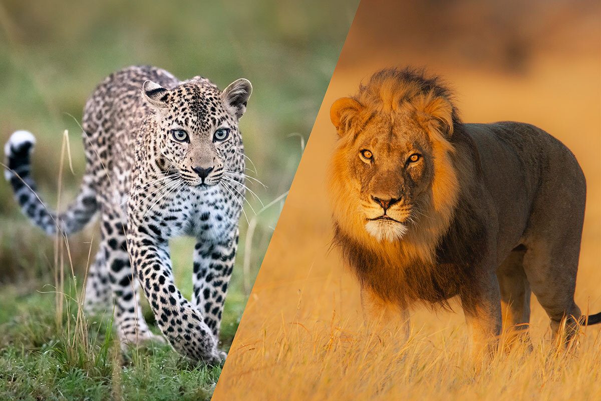 Can big cats breed? | Find Wildlife