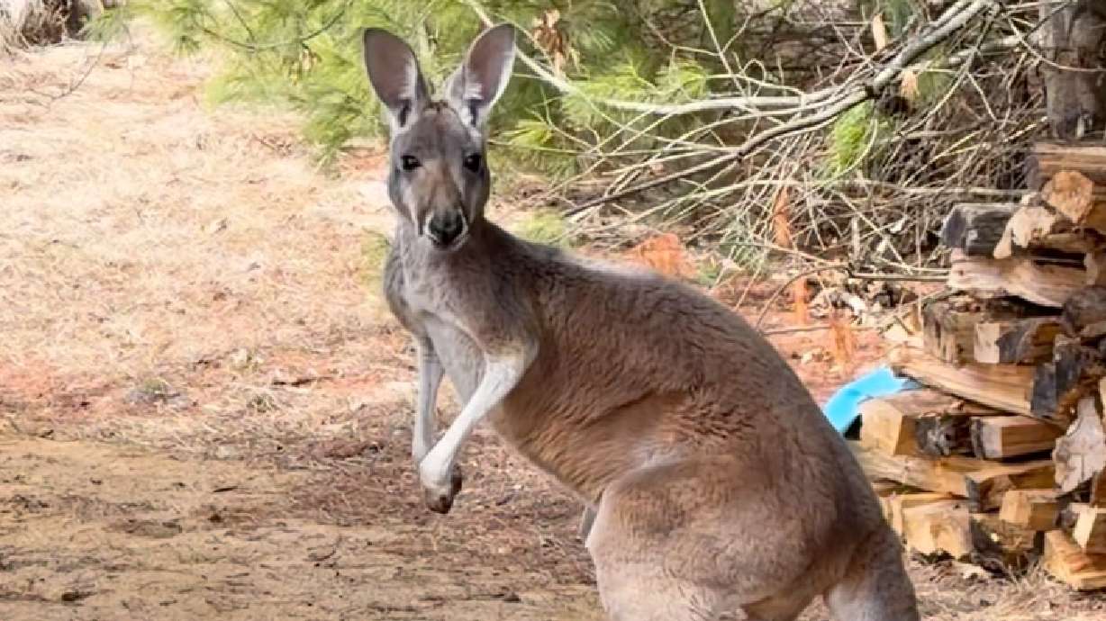 Chesney the kangaroo scales a high wire and escapes from the zoo for three days on the lam