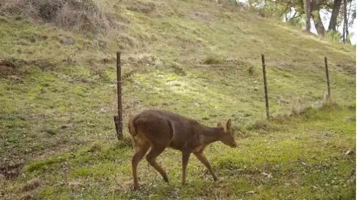 A photo of a camera installed on a hog deer.