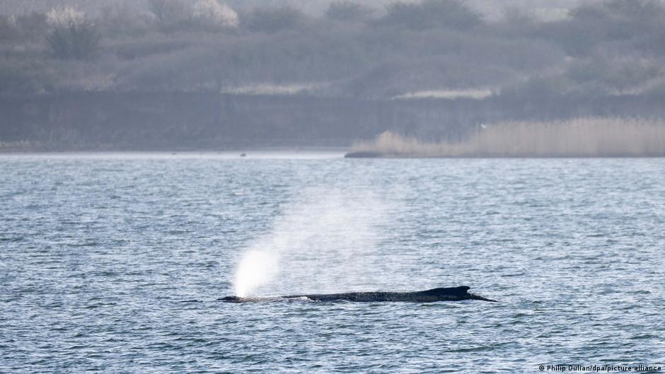 Germany: The stranded whale is on the move again