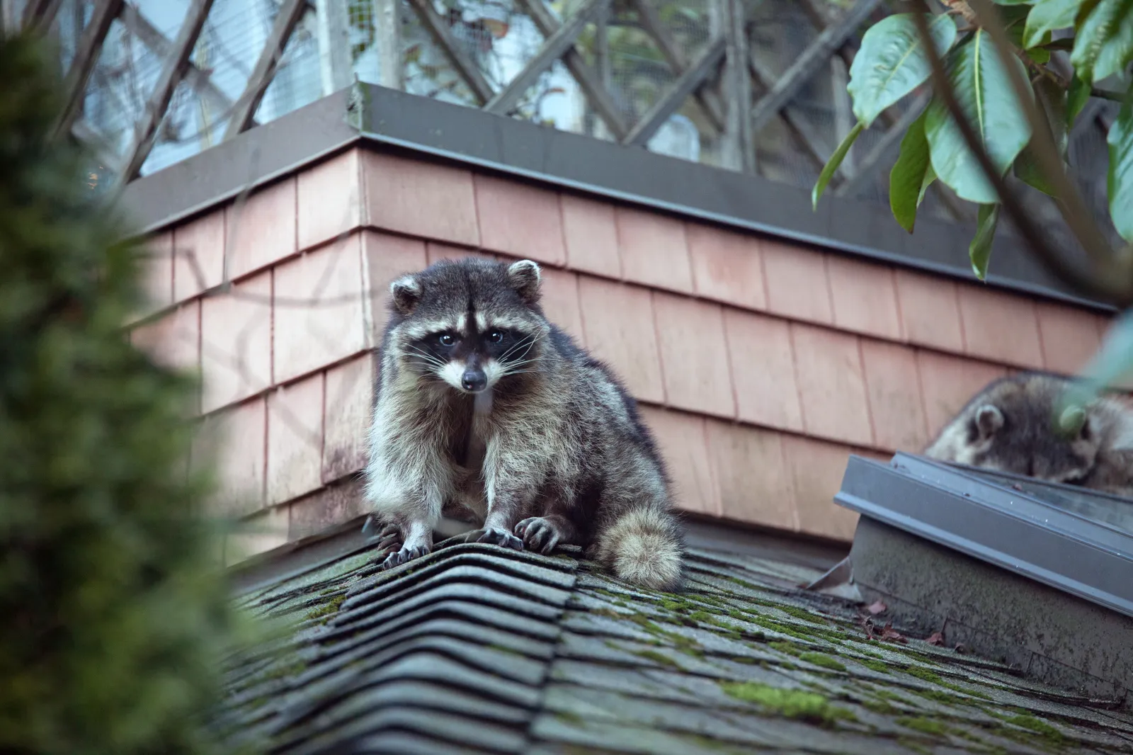 Having a pet raccoon can be convenient for millions of people