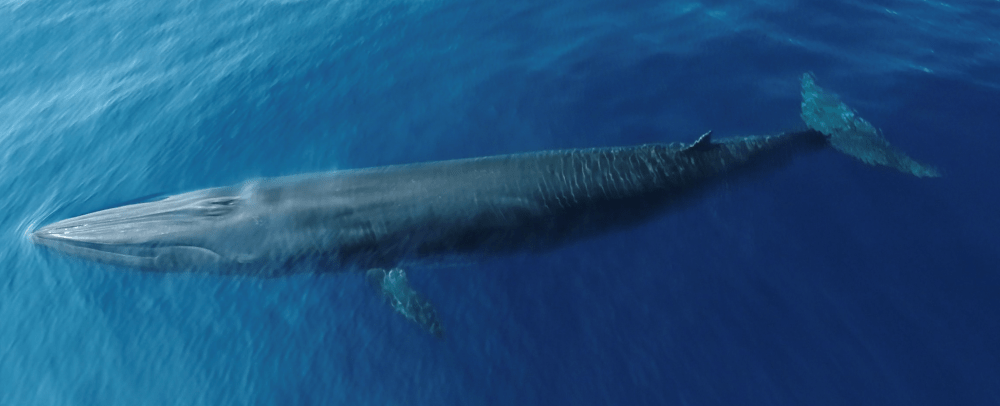 a whale under the surface of the sea